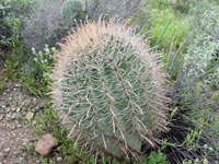 Ferocactus wislizeni