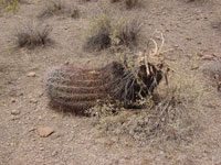 Ferocactus wislizeni