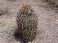 Ferocactus wislizeni