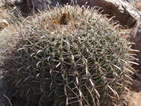 Ferocactus wislizeni