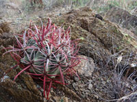 Ferocactus wislizeni