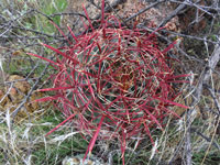 Ferocactus wislizeni