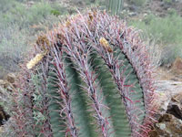 Ferocactus wislizeni