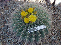 Ferocactus wislizeni