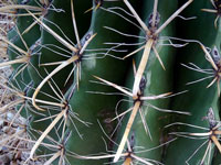 Ferocactus wislizeni