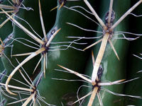 Ferocactus wislizeni