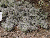 Grusonia aggeria