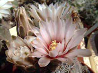 Gymnocalycium alboareolatum