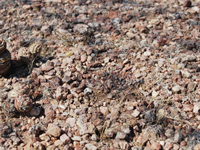 Gymnocalycium alboareolatum