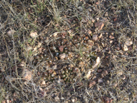 Gymnocalycium alboareolatum