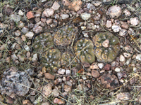 Gymnocalycium alboareolatum