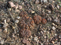 Gymnocalycium alboareolatum