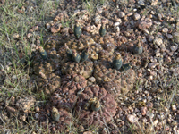 Gymnocalycium alboareolatum