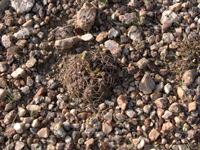 Gymnocalycium alboareolatum