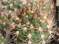 Gymnocalycium ambatoense