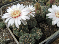 Gymnocalycium amerhauseri