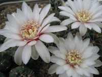 Gymnocalycium amerhauseri