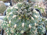 Gymnocalycium andreae