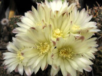 Gymnocalycium andreae