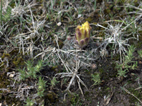 Gymnocalycium andreae