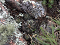 Gymnocalycium andreae