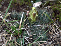 Gymnocalycium andreae