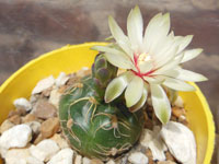 Gymnocalycium angelae