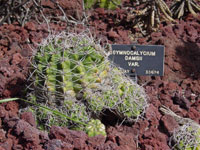 Gymnocalycium anisitsii