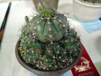 Gymnocalycium anisitsii