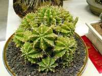 Gymnocalycium anisitsii