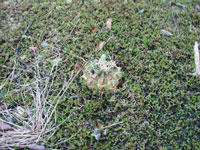 Gymnocalycium anisitsii