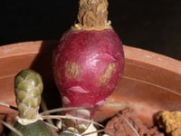 Gymnocalycium anisitsii