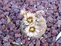 Gymnocalycium stellatum