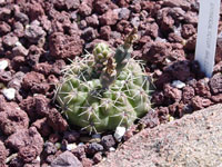 Gymnocalycium baldianum