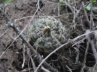 Gymnocalycium bayrianum