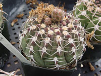 Gymnocalycium bayrianum