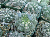 Gymnocalycium bodenbenderianum