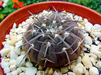 Gymnocalycium bodenbenderianum