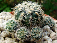 Gymnocalycium bruchii