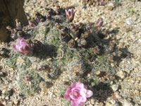 Gymnocalycium bruchii