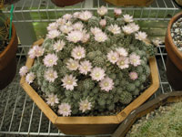 Gymnocalycium bruchii