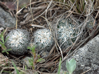 Gymnocalycium bruchii