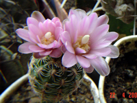 Gymnocalycium bruchii