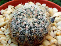 Gymnocalycium bruchii