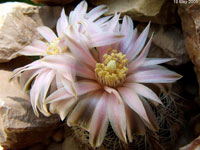 Gymnocalycium bruchii