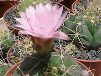 Gymnocalycium buenekeri