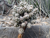 Corynopuntia bulbispina