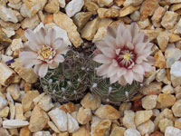 Gymnocalycium calochlorum