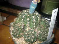 Gymnocalycium calochlorum