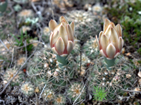 Gymnocalycium calochlorum